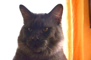 Кот мейн кун REY котята мейн кун