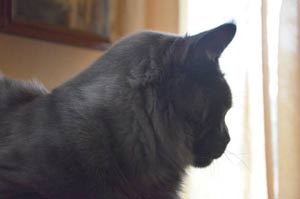 Кот мейн кун REY котята мейн кун