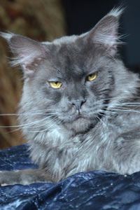 Кот мейн кун REY котята мейн кун