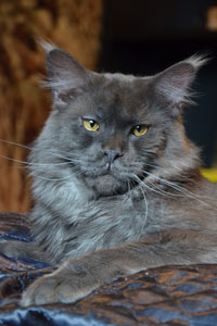 Кот мейн кун REY котята мейн кун