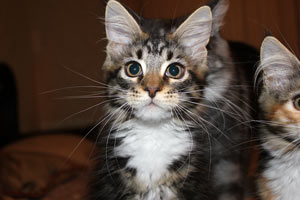 Котик мейн кун Савиньон, питомник Bericoon котята мейн кун