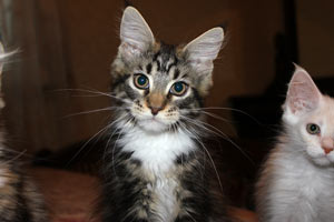 Котик мейн кун Савиньон, питомник Bericoon котята мейн кун