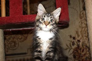 Котик мейн кун Савиньон, питомник Bericoon котята мейн кун