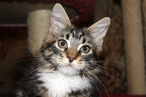 Котик мейн кун Савиньон, питомник Bericoon котята мейн кун