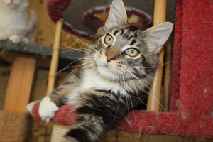 Кошечка мейн кун Сара, питомник Bericoon котята мейн кун