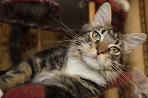 Котик мейн кун Савиньон, питомник Bericoon котята мейн кун