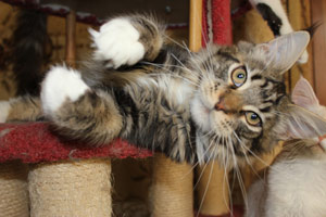 Котик мейн кун Савиньон, питомник Bericoon котята мейн кун