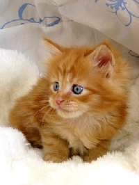 Кот мейн кун Хич, питомник Bericoon Кот мейн кун Хич питомник Бэрикун