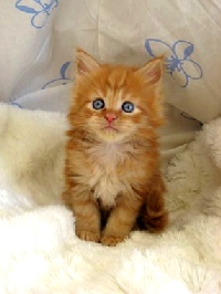 Кот мейн кун Хич, питомник Bericoon Кот мейн кун Хич питомник Бэрикун