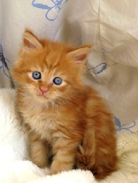 Кот мейн кун Хич, питомник Bericoon Кот мейн кун Хич питомник Бэрикун