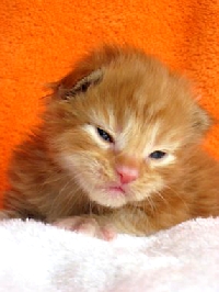 Кот мейн кун Хич, питомник Bericoon Кот мейн кун Хич питомник Бэрикун