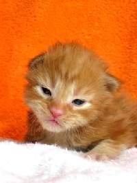 Кот мейн кун Хич, питомник Bericoon Кот мейн кун Хич питомник Бэрикун