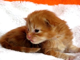 Кот мейн кун Хич, питомник Bericoon Кот мейн кун Хич питомник Бэрикун