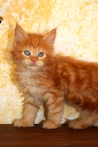 Кот мейн кун Хич, питомник Bericoon Кот мейн кун Хич питомник Бэрикун