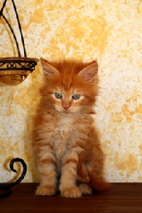 Кот мейн кун Хич, питомник Bericoon Кот мейн кун Хич питомник Бэрикун