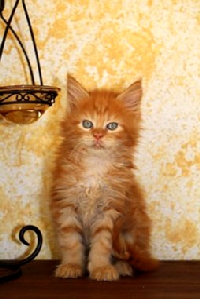 Кот мейн кун Хич, питомник Bericoon Кот мейн кун Хич питомник Бэрикун