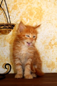 Кот мейн кун Хич, питомник Bericoon Кот мейн кун Хич питомник Бэрикун