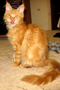 Кот мейн кун Хич, питомник Bericoon Кот мейн кун Хич питомник Бэрикун