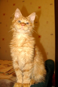 Кот мейн кун Хич, питомник Bericoon Кот мейн кун Хич питомник Бэрикун