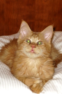 Кот мейн кун Хич, питомник Bericoon Кот мейн кун Хич питомник Бэрикун