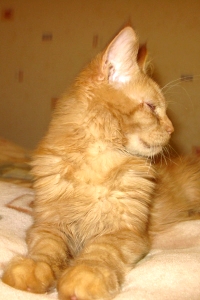 Кот мейн кун Хич, питомник Bericoon Кот мейн кун Хич питомник Бэрикун