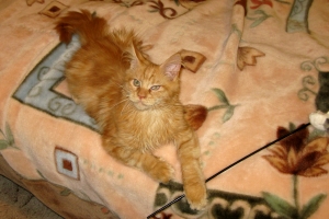 Кот мейн кун Хич, питомник Bericoon Кот мейн кун Хич питомник Бэрикун