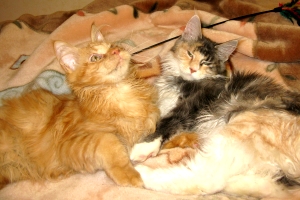 Кот мейн кун Хич, питомник Bericoon Кот мейн кун Хич питомник Бэрикун