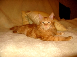 Кот мейн кун Хич, питомник Bericoon Кот мейн кун Хич питомник Бэрикун