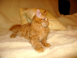 Кот мейн кун Хич, питомник Bericoon Кот мейн кун Хич питомник Бэрикун