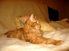 Кот мейн кун Хич, питомник Bericoon Кот мейн кун Хич питомник Бэрикун