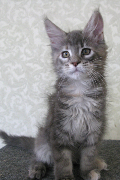 Кошка мейн кун Верона , питомник BeRiCoon Кошка мейн кун Верона , питомник BeRiCoon