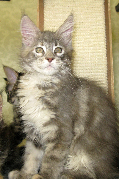 Кошка мейн кун Верона , питомник BeRiCoon Кошка мейн кун Верона , питомник BeRiCoon