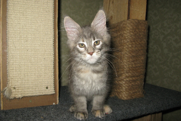 Кошка мейн кун Верона , питомник BeRiCoon Кошка мейн кун Верона , питомник BeRiCoon