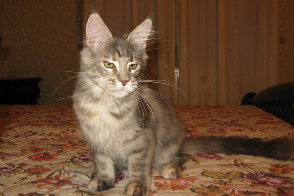 Кошка мейн кун Верона , питомник BeRiCoon Кошка мейн кун Верона , питомник BeRiCoon