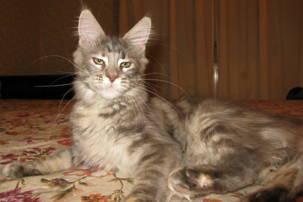 Кошка мейн кун Верона , питомник BeRiCoon Кошка мейн кун Верона , питомник BeRiCoon