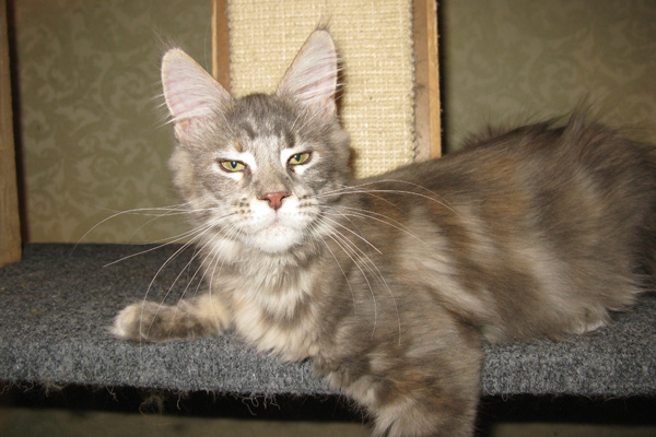 Кошка мейн кун Верона , питомник BeRiCoon Кошка мейн кун Верона , питомник BeRiCoon