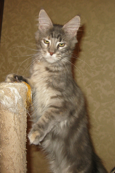 Кошка мейн кун Верона , питомник BeRiCoon Кошка мейн кун Верона , питомник BeRiCoon