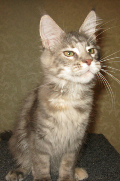 Кошка мейн кун Верона , питомник BeRiCoon Кошка мейн кун Верона , питомник BeRiCoon