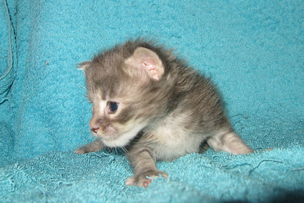 Кошка мейн кун Верона , питомник BeRiCoon Кошка мейн кун Верона , питомник BeRiCoon