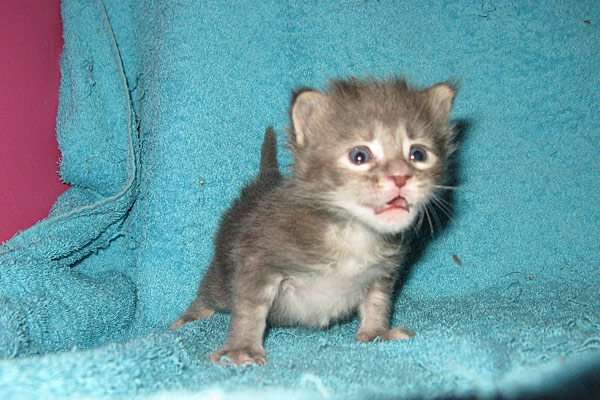 Кошка мейн кун Верона , питомник BeRiCoon Кошка мейн кун Верона , питомник BeRiCoon