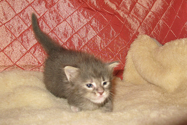 Кошка мейн кун Верона , питомник BeRiCoon Кошка мейн кун Верона , питомник BeRiCoon