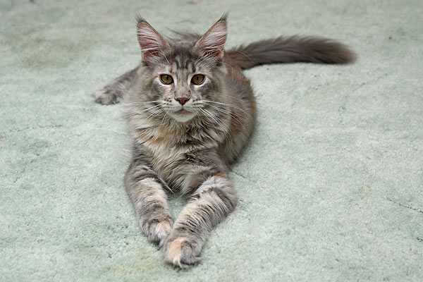 Кошка мейн кун Верона , питомник BeRiCoon Кошка мейн кун Верона , питомник BeRiCoon