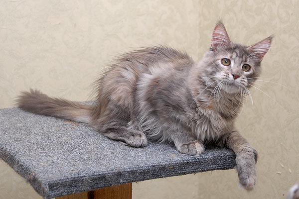 Кошка мейн кун Верона , питомник BeRiCoon Кошка мейн кун Верона , питомник BeRiCoon