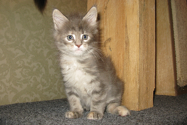 Кошка мейн кун Верона , питомник BeRiCoon Кошка мейн кун Верона , питомник BeRiCoon