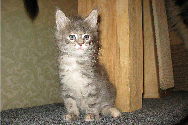 Кошка мейн кун Верона , питомник BeRiCoon Кошка мейн кун Верона , питомник BeRiCoon