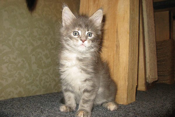 Кошка мейн кун Верона , питомник BeRiCoon Кошка мейн кун Верона , питомник BeRiCoon