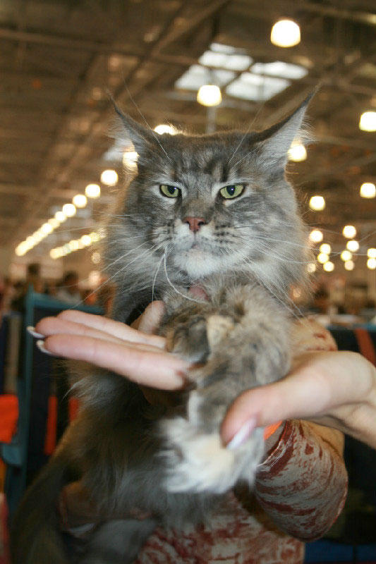 Кошка мейн кун Верона , питомник BeRiCoon Кошка мейн кун Верона , питомник BeRiCoon