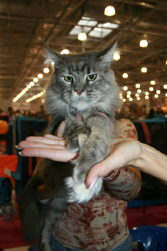 Кошка мейн кун Верона , питомник BeRiCoon Кошка мейн кун Верона , питомник BeRiCoon