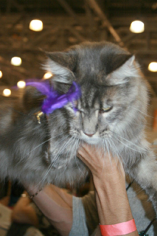 Кошка мейн кун Верона , питомник BeRiCoon Кошка мейн кун Верона , питомник BeRiCoon