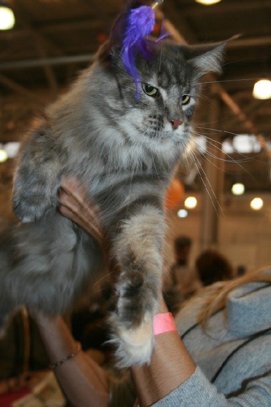 Кошка мейн кун Верона , питомник BeRiCoon Кошка мейн кун Верона , питомник BeRiCoon